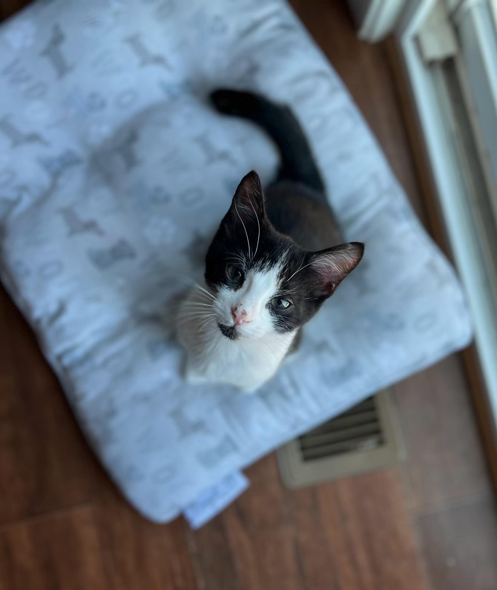 Enlarge Ampert, a Adoptable Domestic Short Hair in Manchester, MD image 3/4