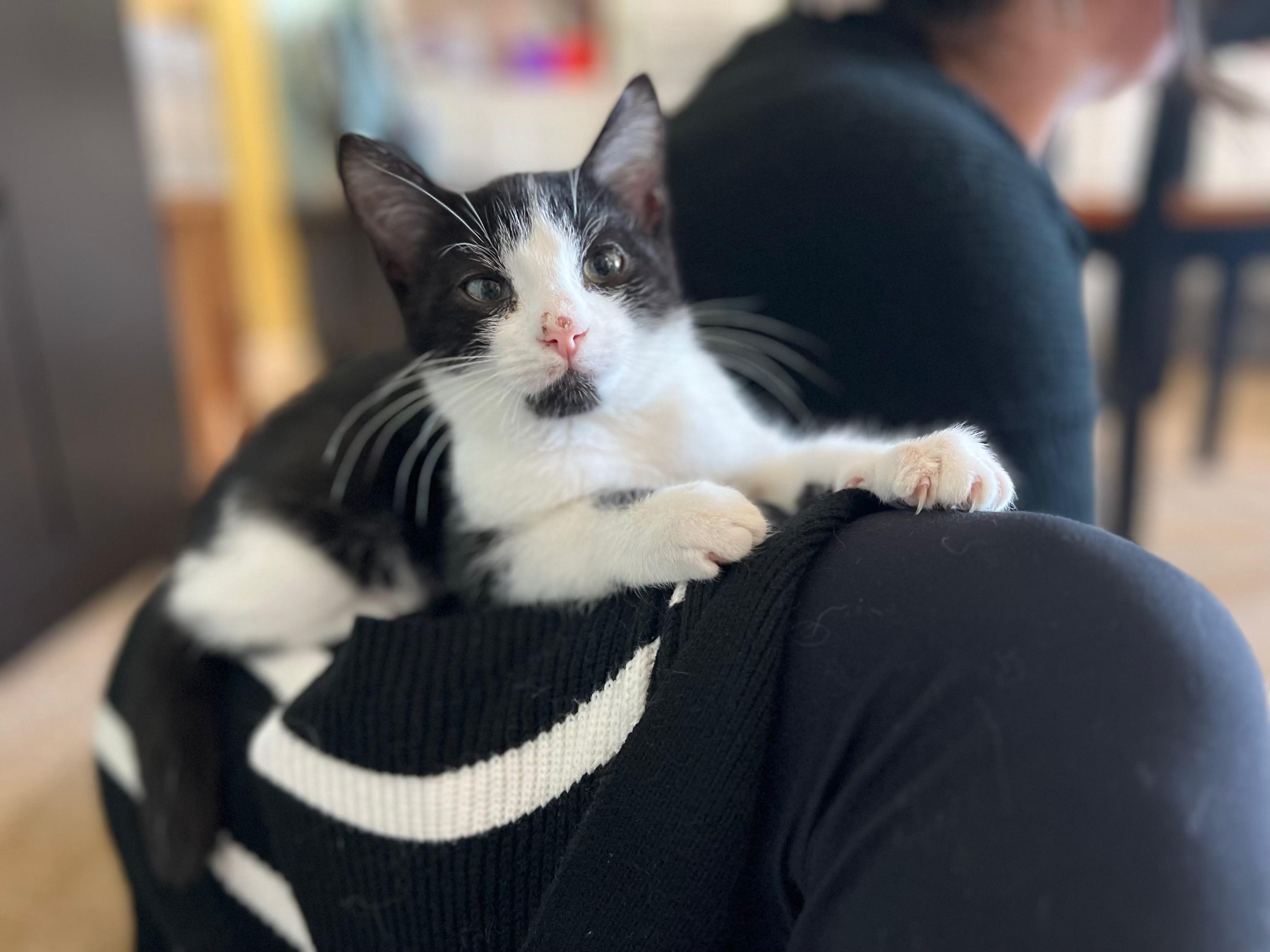 Enlarge Ampert, a Adoptable Domestic Short Hair in Manchester, MD image 2/4