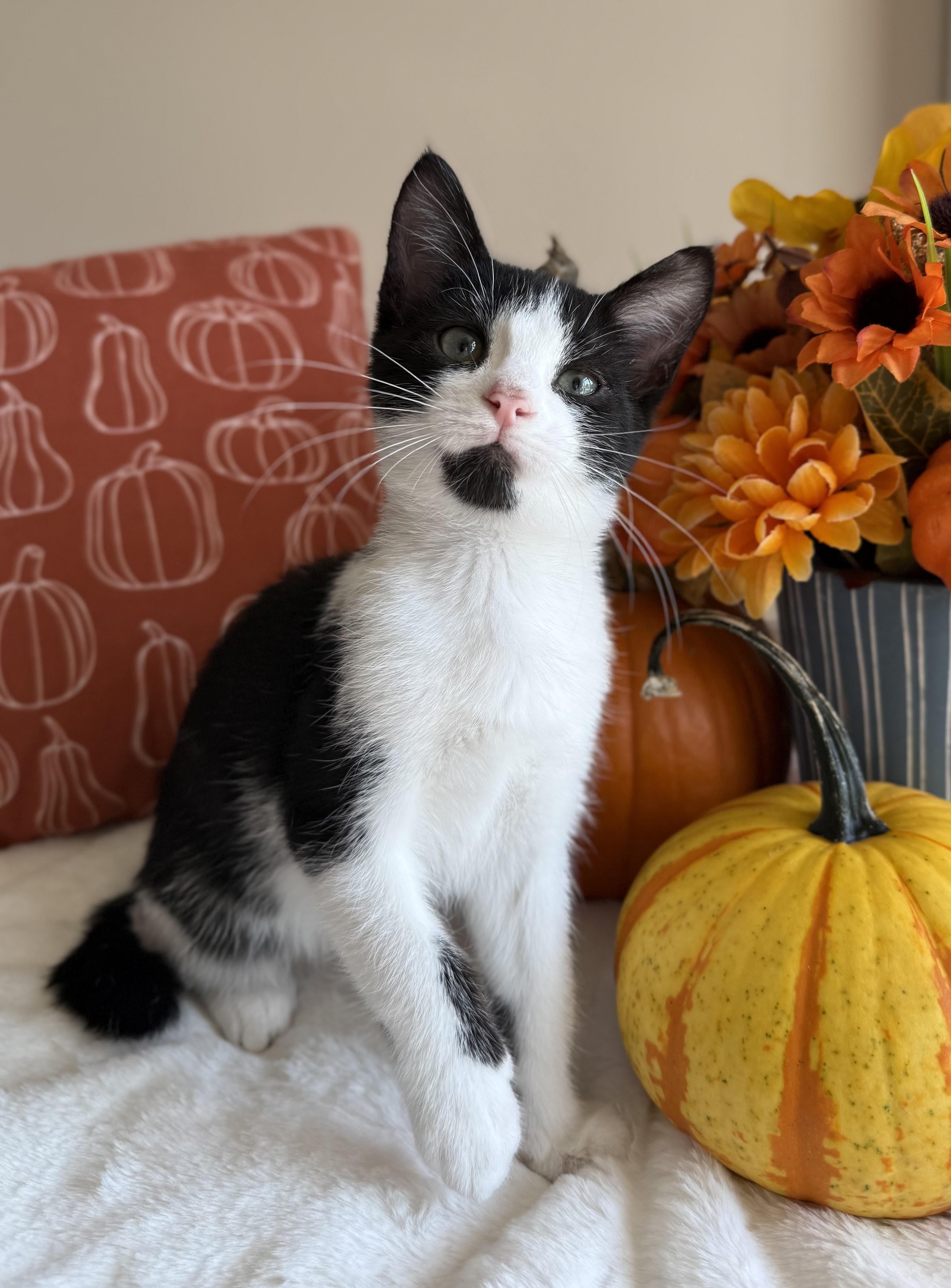 Ampert, Adoptable, Young Male Domestic Short Hair.
