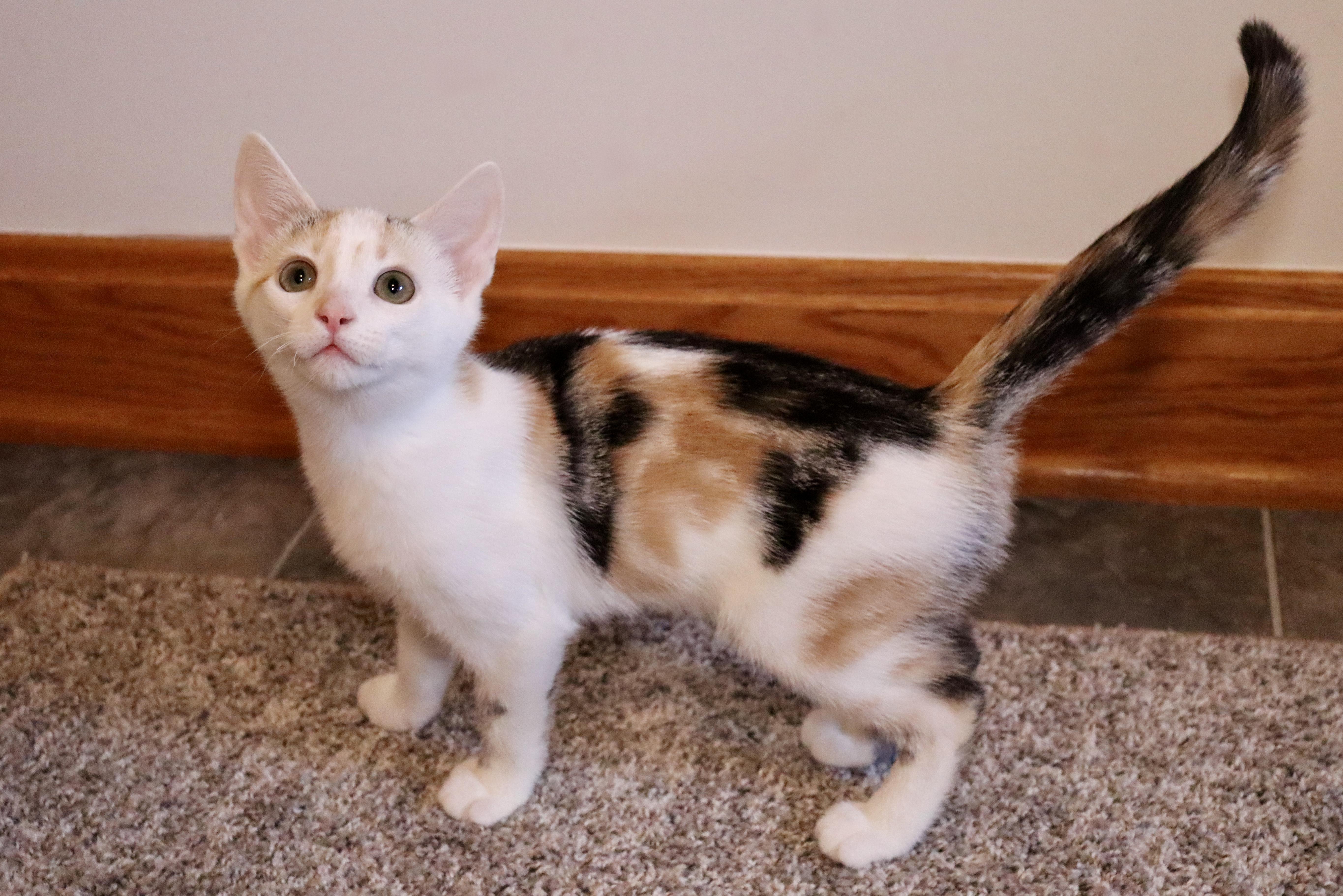 Terra, a Adoptable mixed breed in Grove City, OH image 1/2