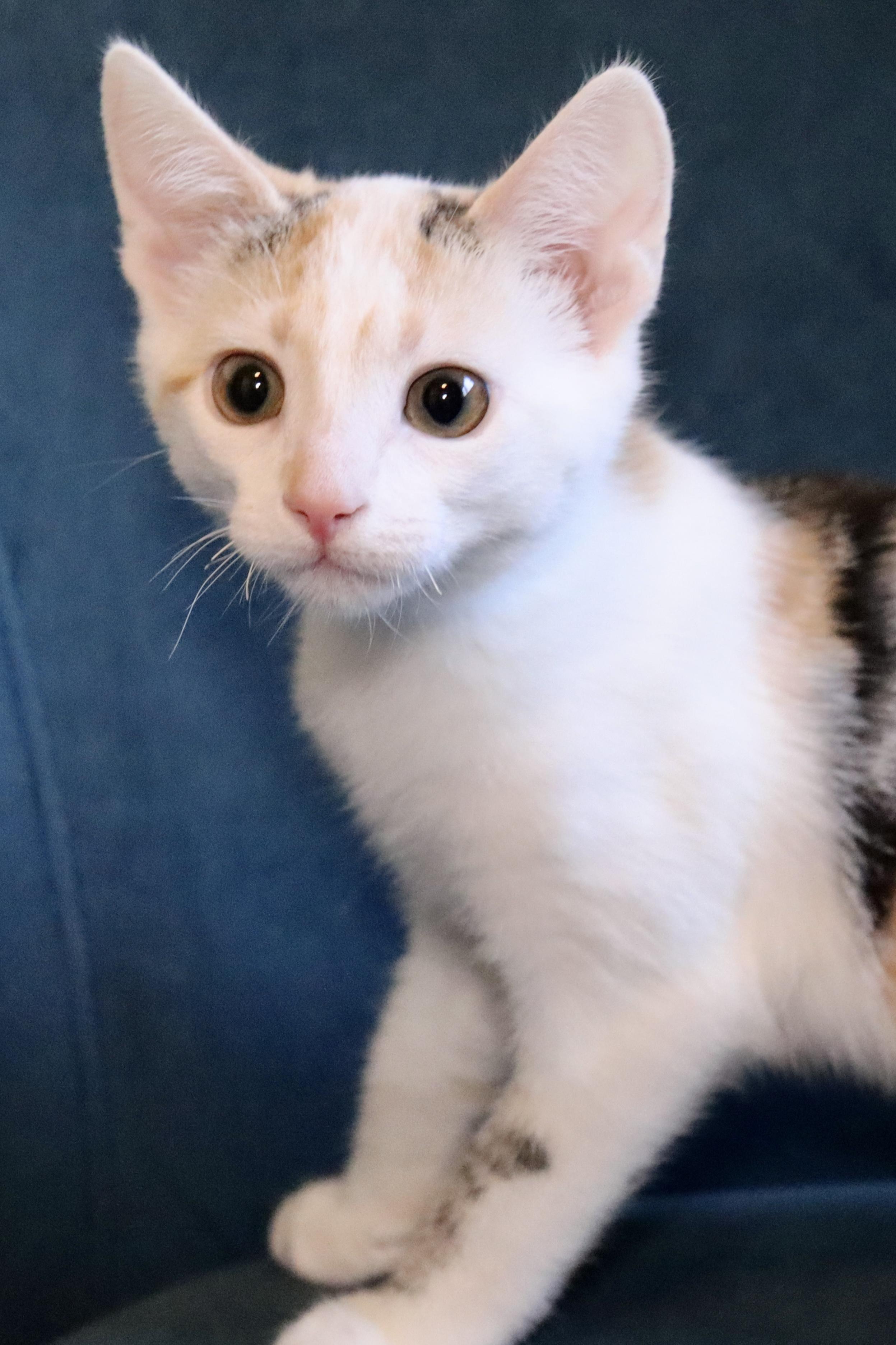 Terra, a Adoptable mixed breed in Grove City, OH image 2/2