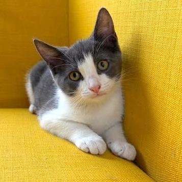 Splash, Adoptable, Kitten Male Domestic Short Hair.
