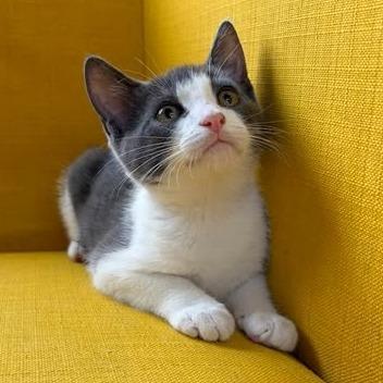 Enlarge Splash, a Adoptable Domestic Short Hair in FAIRWAY, KS image 2/4