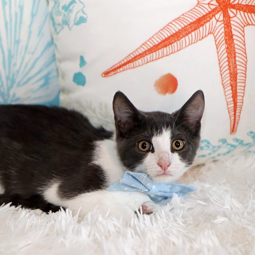 Enlarge Splash, a Adoptable Domestic Short Hair in FAIRWAY, KS image 3/4