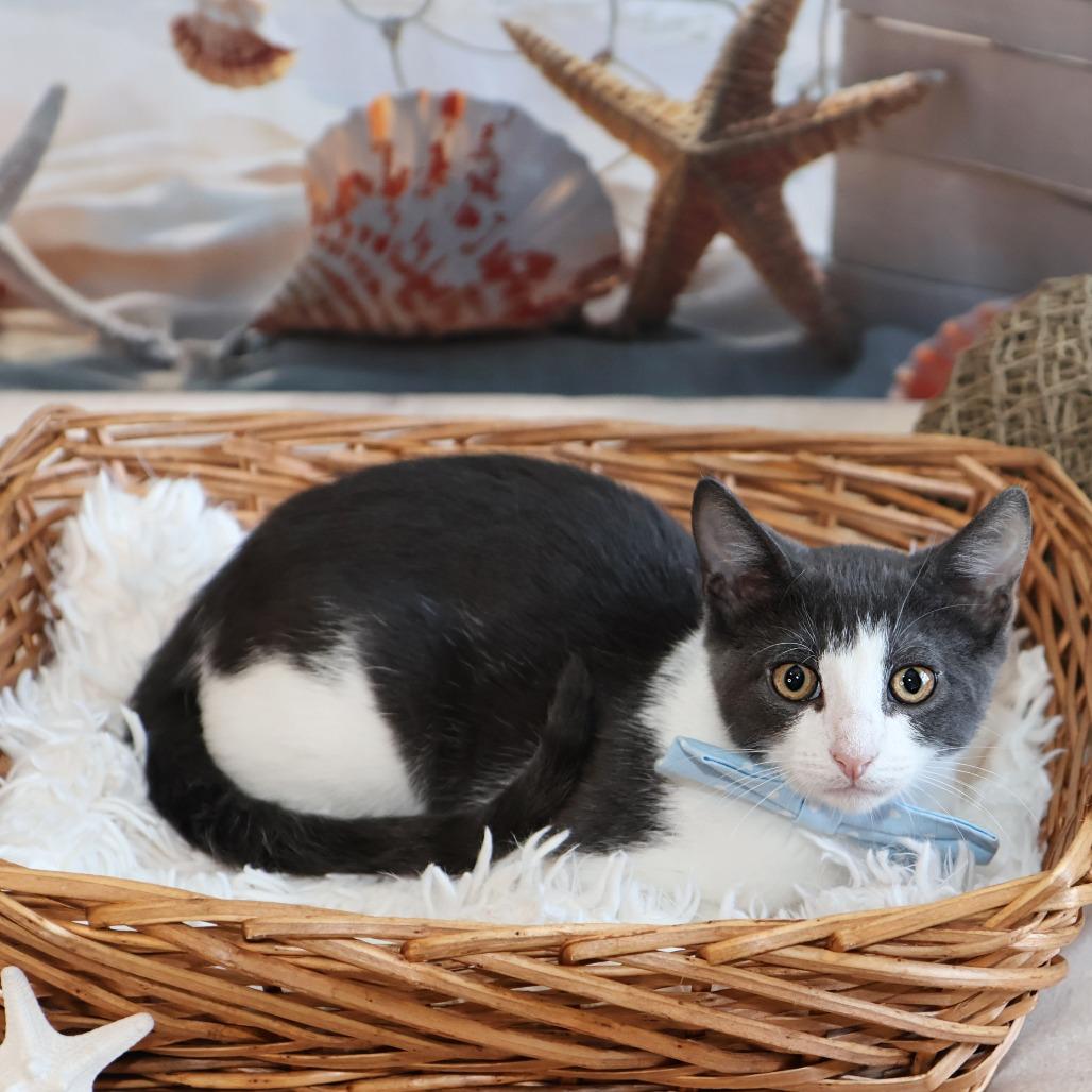 Enlarge Splash, a Adoptable Domestic Short Hair in FAIRWAY, KS image 4/4
