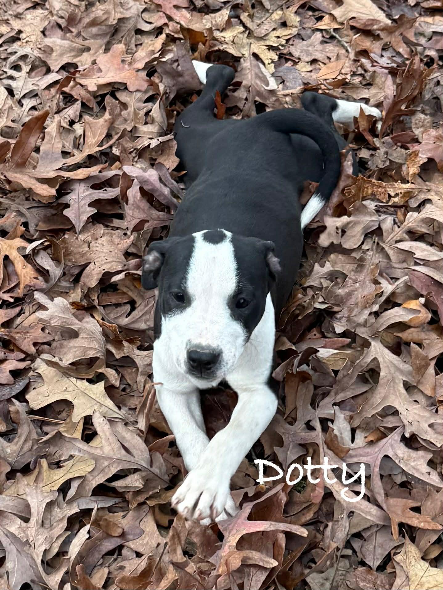 Dotty, adopted, Young Female Pit Bull Terrier.