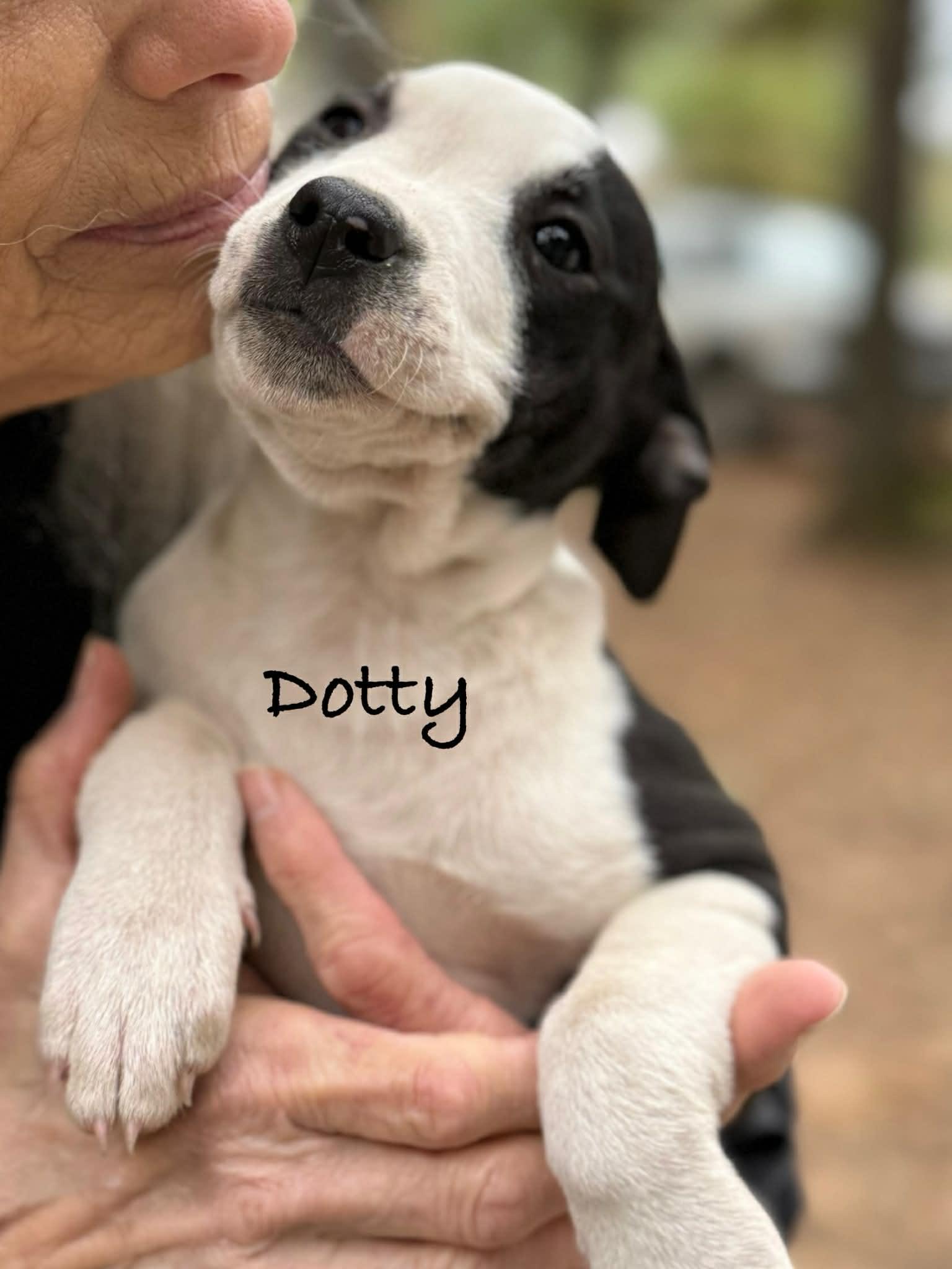 Enlarge Dotty, an adopted mixed breed in Conway, AR image 2/4