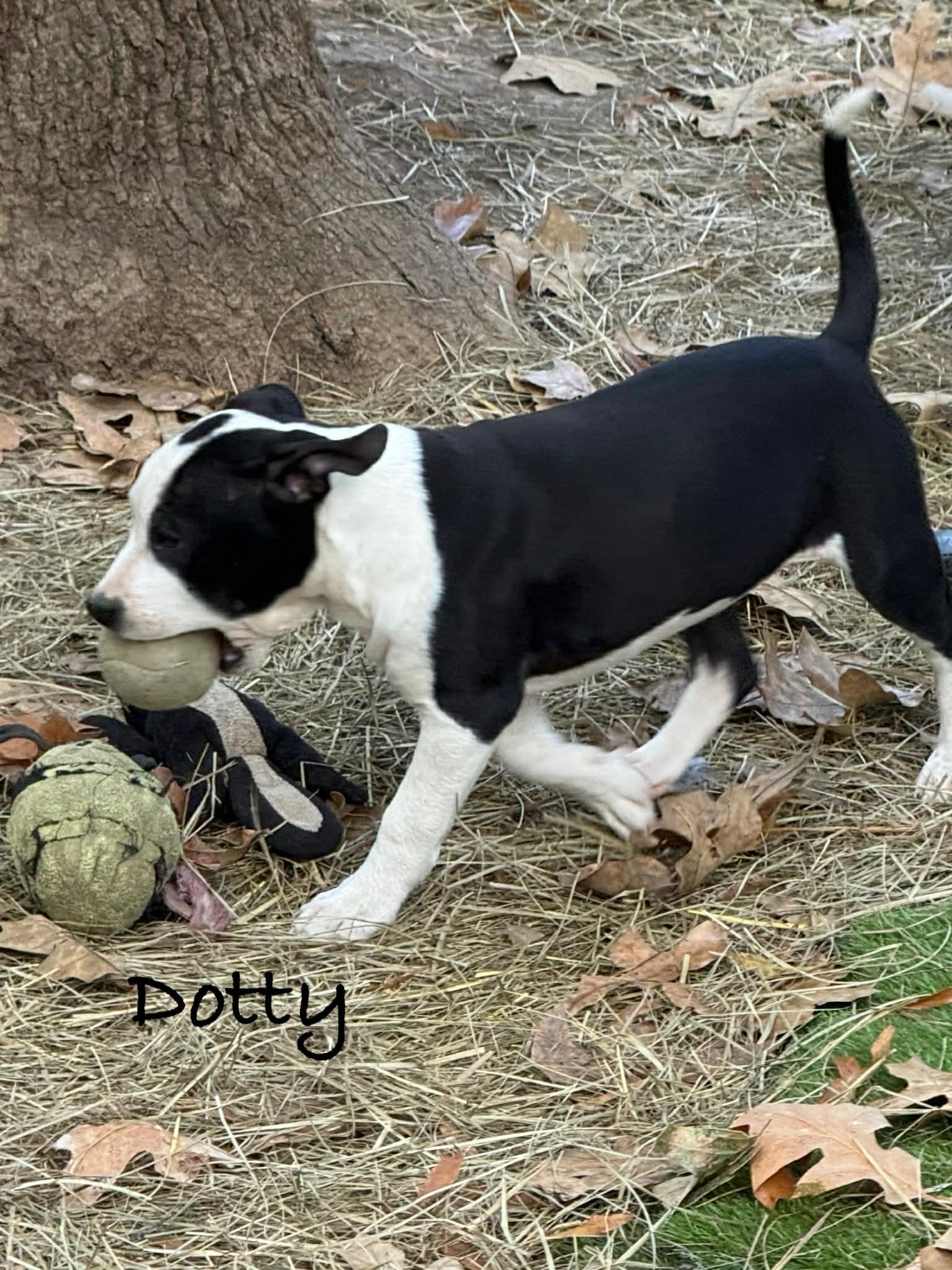 Enlarge Dotty, an adopted mixed breed in Conway, AR image 3/4