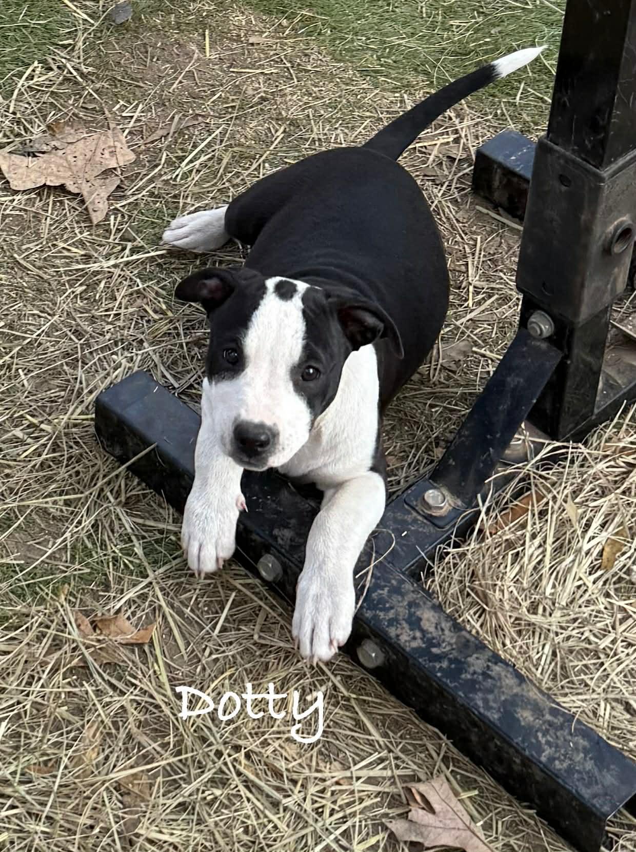 Enlarge Dotty, an adopted mixed breed in Conway, AR image 4/4
