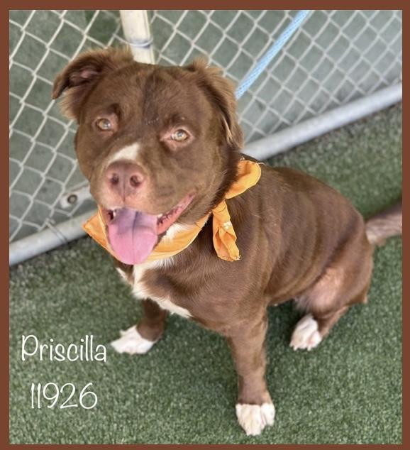 Priscilla is a sweet 4 year old girl who was found as a stray on 71625 Shes now ready to