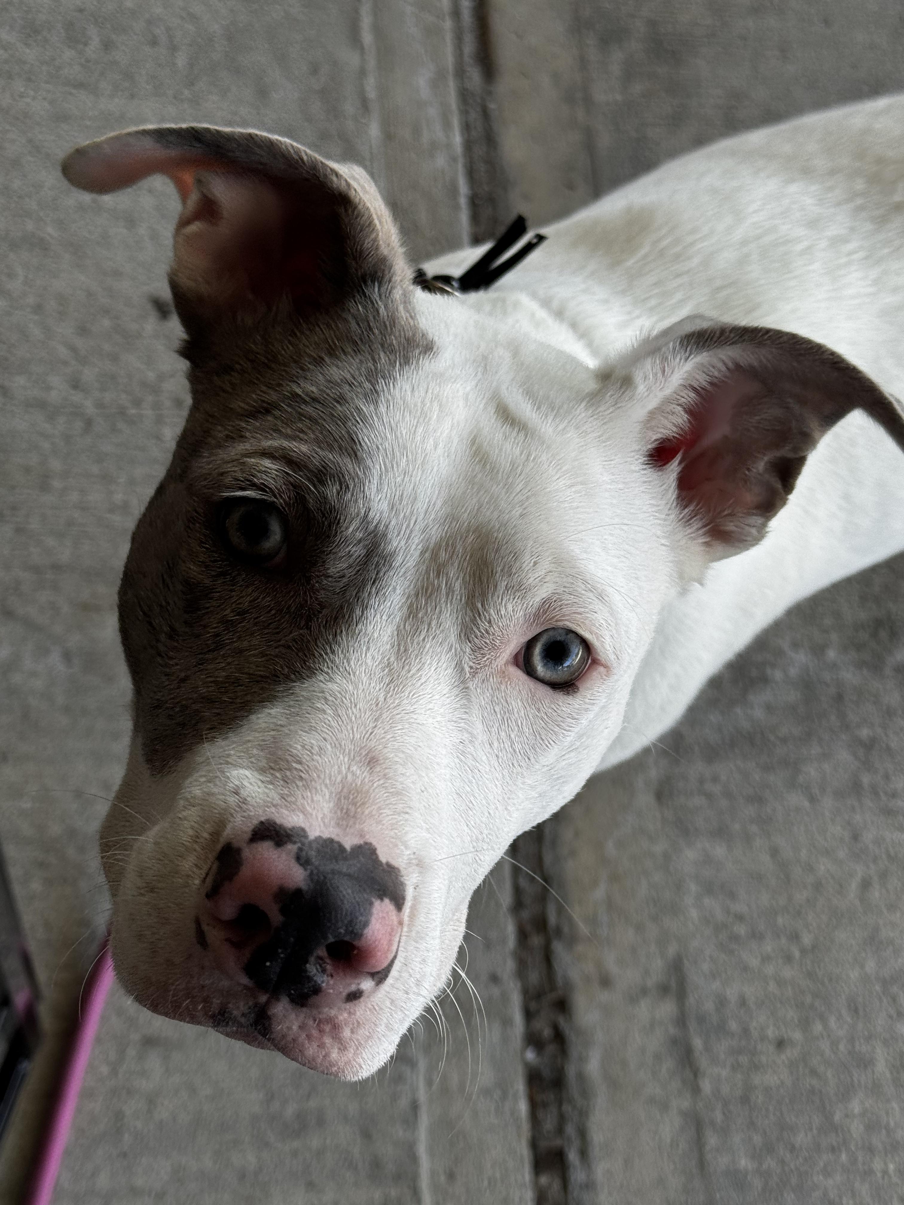 Enlarge Penny, a Adopted mixed breed in Portland, ME image 3/6