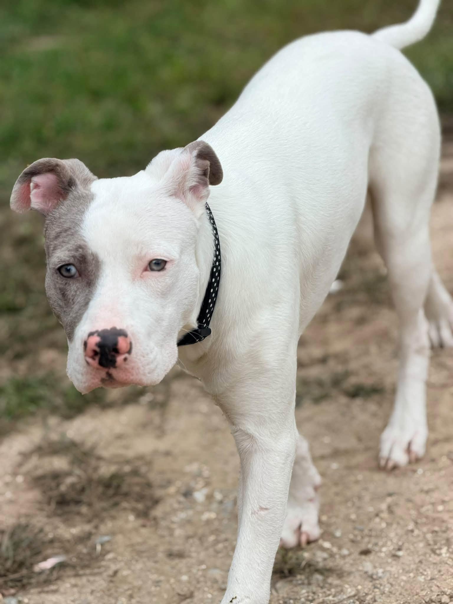 Enlarge Penny, a Adopted mixed breed in Portland, ME image 6/6