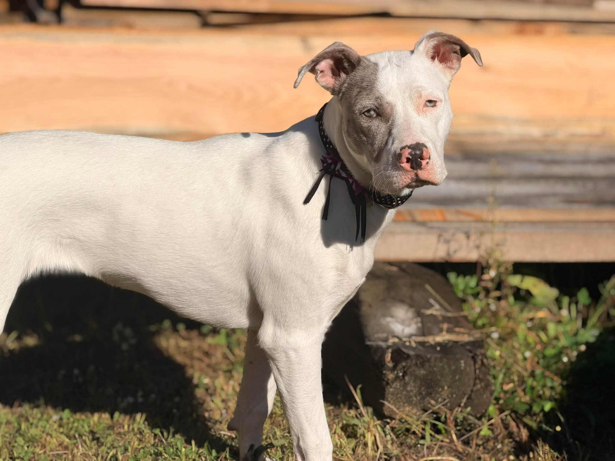 Enlarge Penny, a Adopted mixed breed in Portland, ME image 5/6