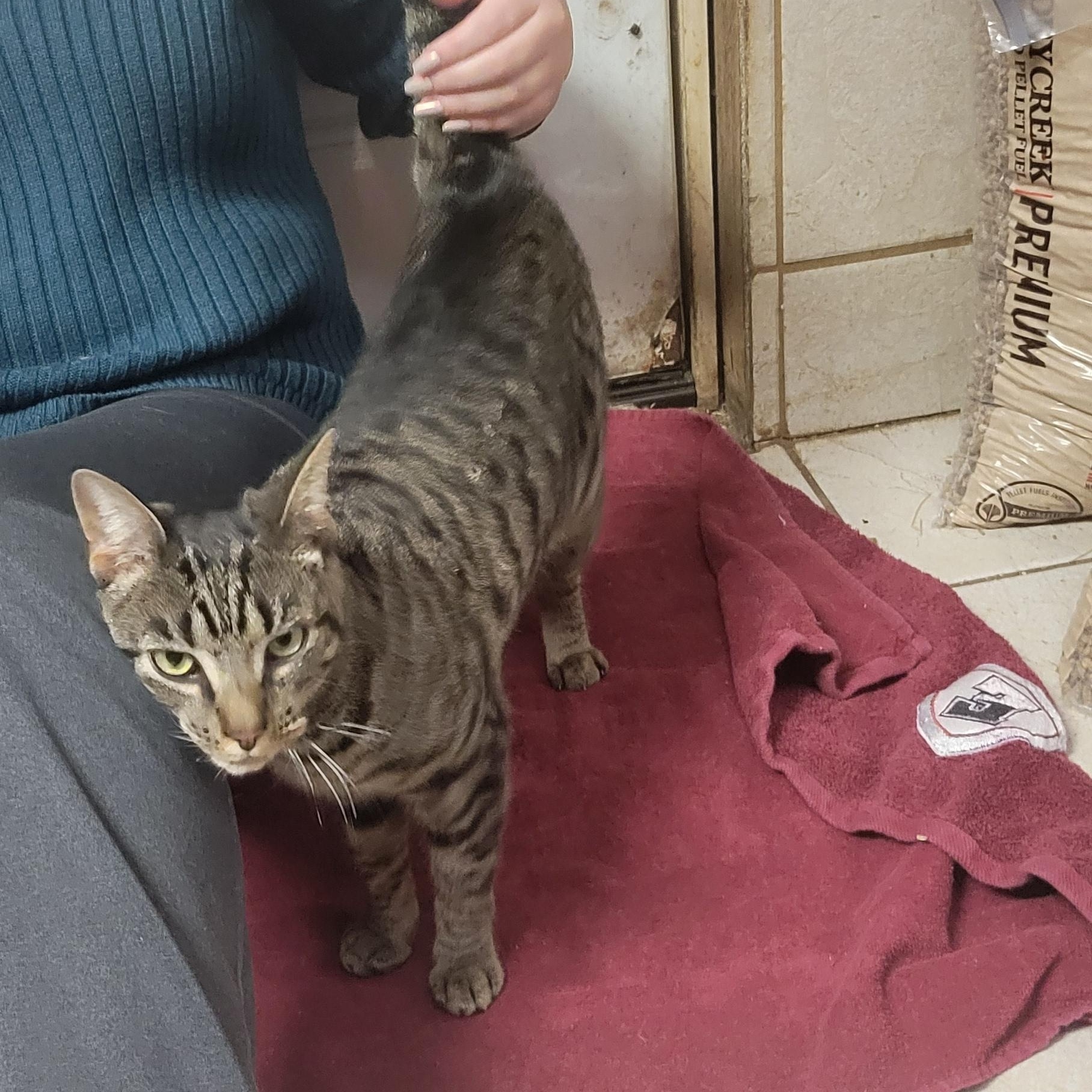 Enlarge Thyme, a Adoptable mixed breed in Coventry, CT image 3/6