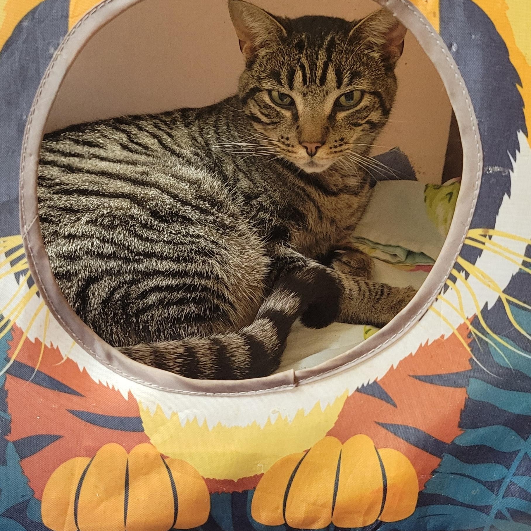 Enlarge Thyme, a Adoptable mixed breed in Coventry, CT image 1/6