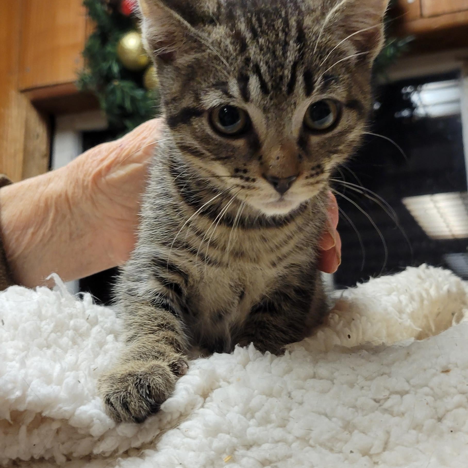 Enlarge Thyme, a Adoptable mixed breed in Coventry, CT image 6/6