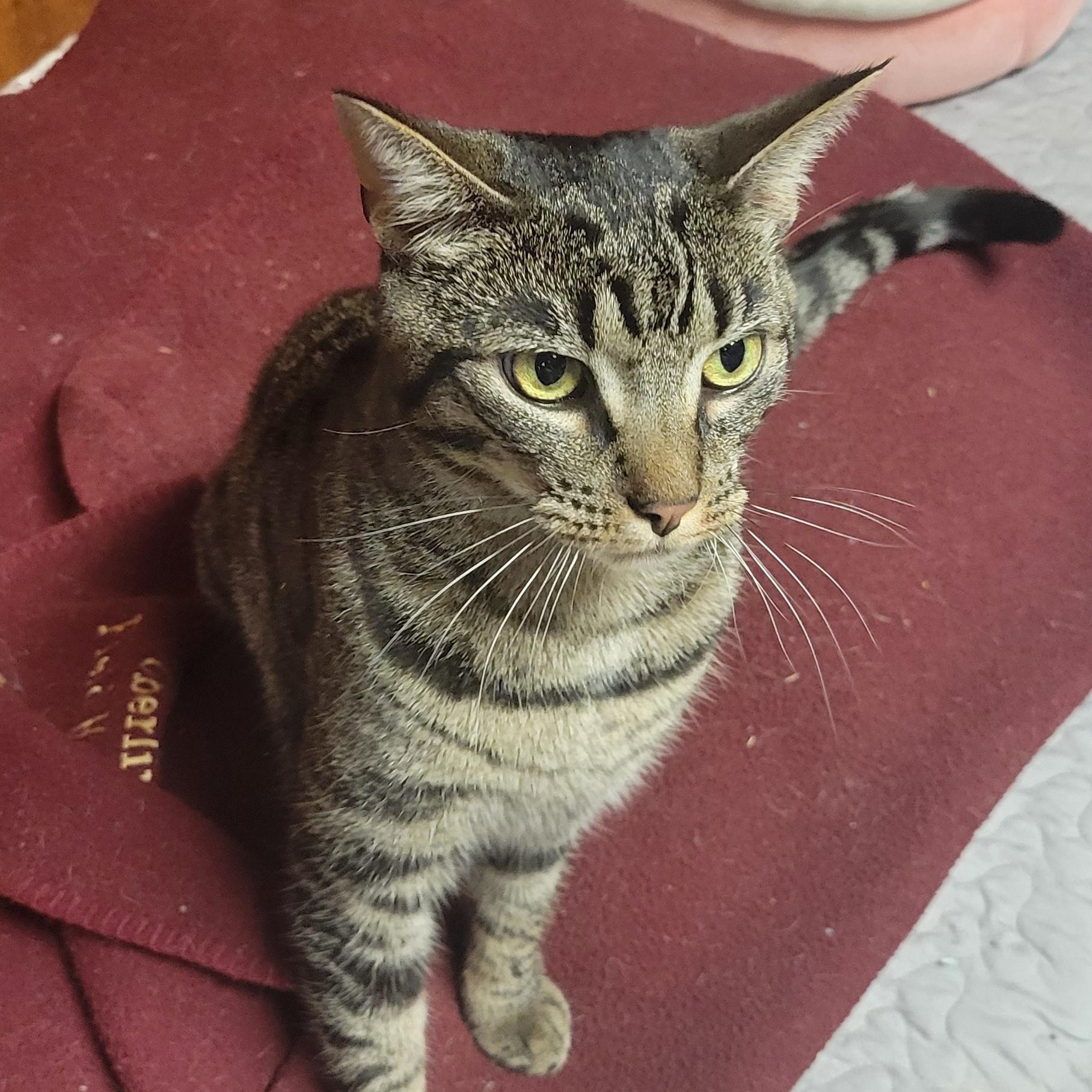 Enlarge Thyme, a Adoptable mixed breed in Coventry, CT image 2/6