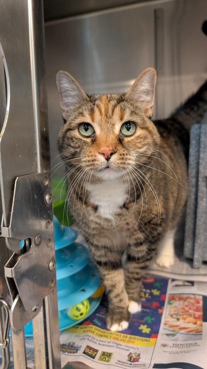 Daisy, Adoptable, Kitten Female Domestic Short Hair.