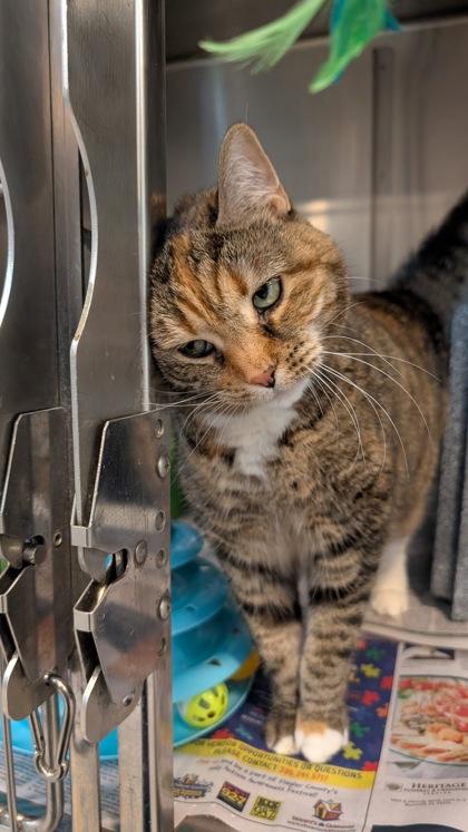 Enlarge Daisy, a Adoptable Domestic Short Hair in Daytona Beach, FL image 2/2