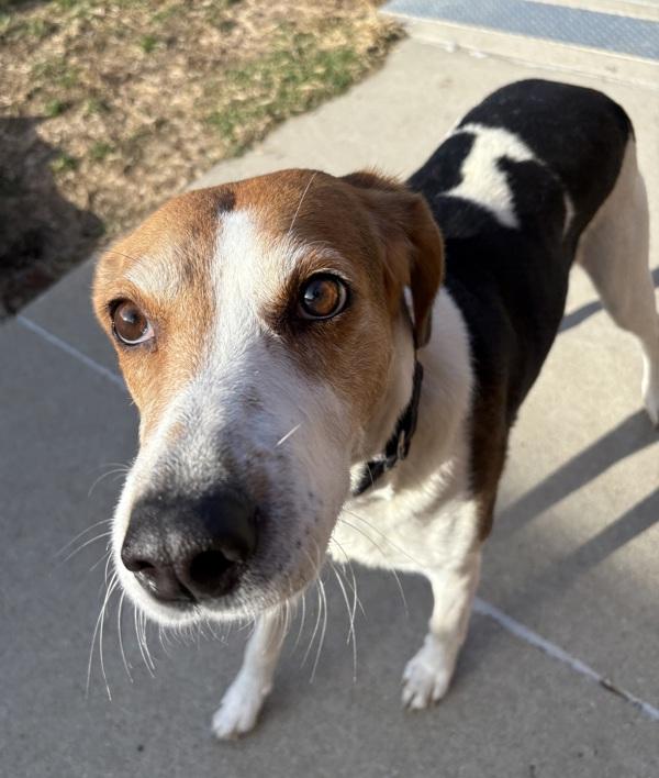 Luci, Adoptable, Adult Female Foxhound.
