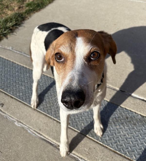Enlarge Luci, a Adoptable mixed breed in Sioux City, IA image 2/6
