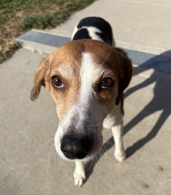 Enlarge Luci, a Adoptable mixed breed in Sioux City, IA image 3/6