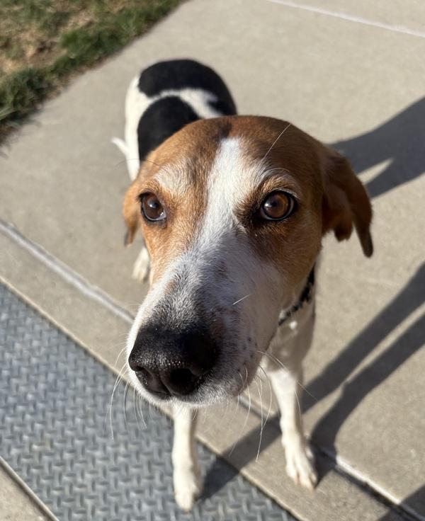 Enlarge Luci, a Adoptable mixed breed in Sioux City, IA image 6/6
