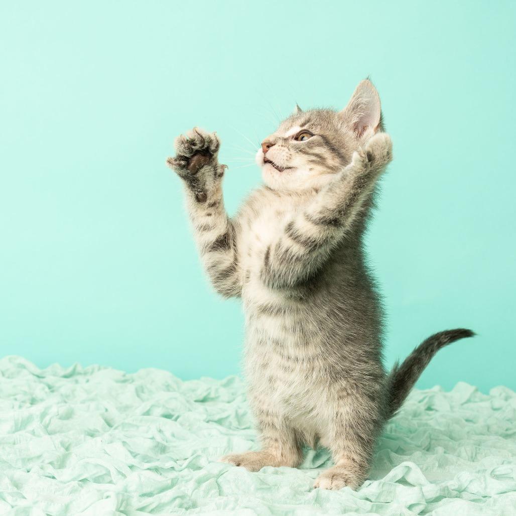 Tiny Dancer, Adoptable, Kitten Male Domestic Short Hair.