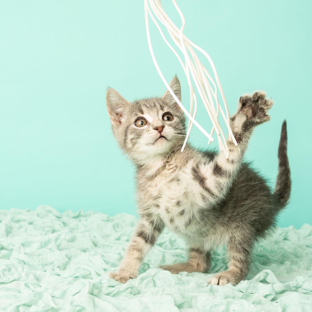 Enlarge Tiny Dancer, a Adoptable Domestic Short Hair in St. Paul, MN image 2/6