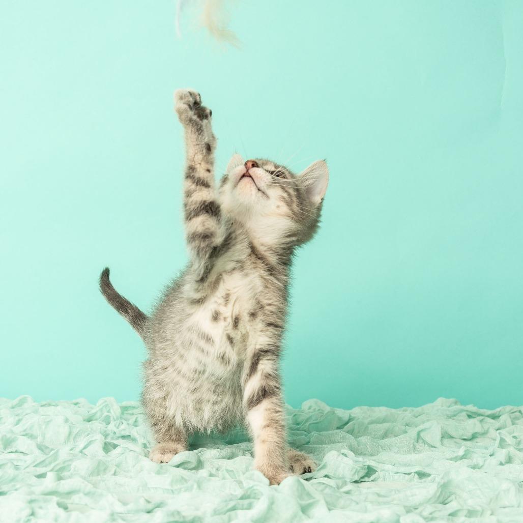 Enlarge Tiny Dancer, a Adoptable Domestic Short Hair in St. Paul, MN image 3/6