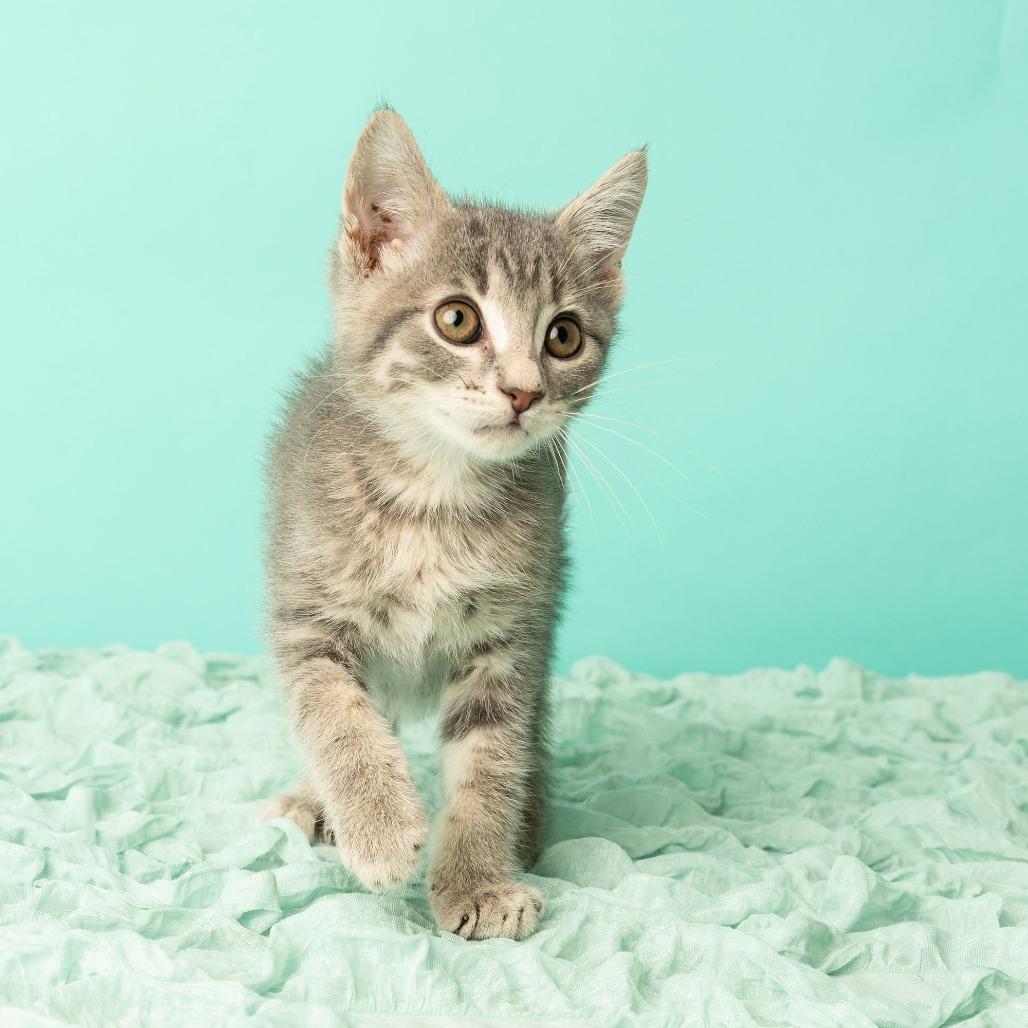 Enlarge Tiny Dancer, a Adoptable Domestic Short Hair in St. Paul, MN image 4/6