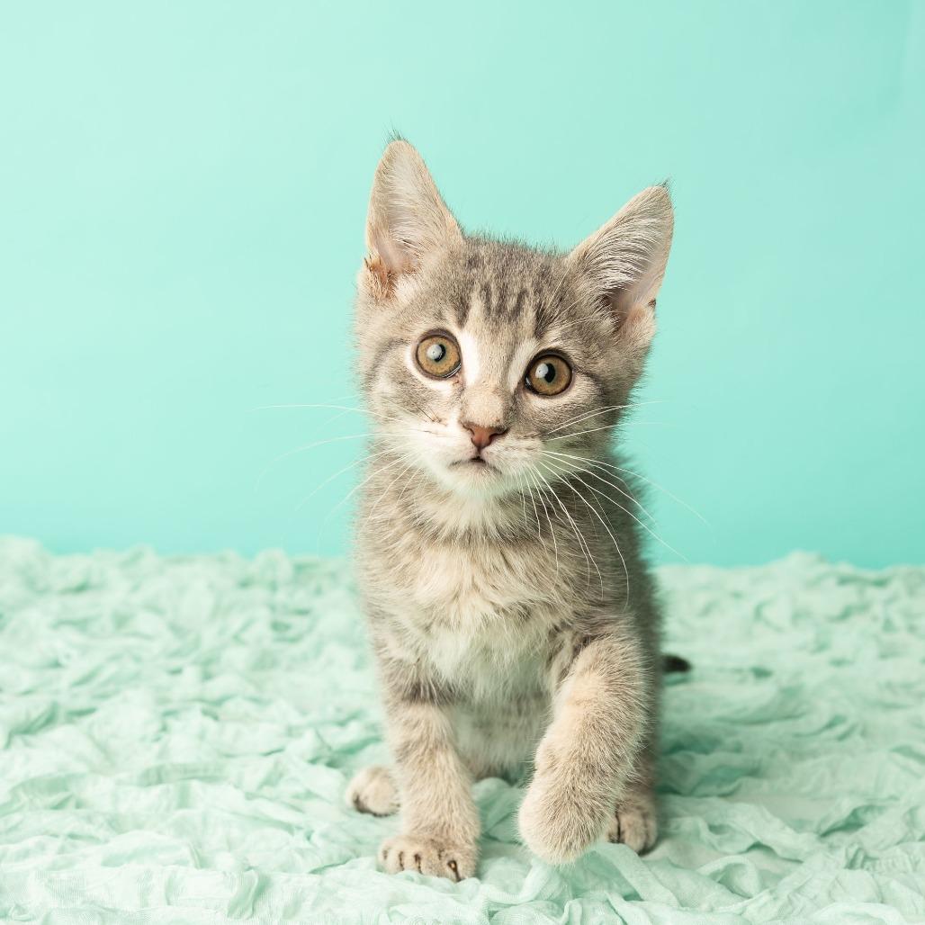 Enlarge Tiny Dancer, a Adoptable Domestic Short Hair in St. Paul, MN image 5/6