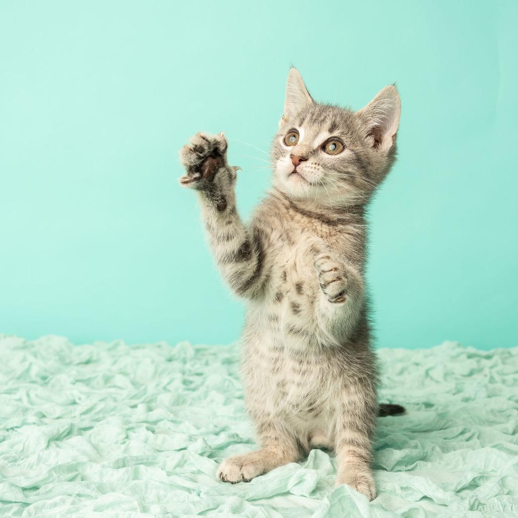 Enlarge Tiny Dancer, a Adoptable Domestic Short Hair in St. Paul, MN image 6/6