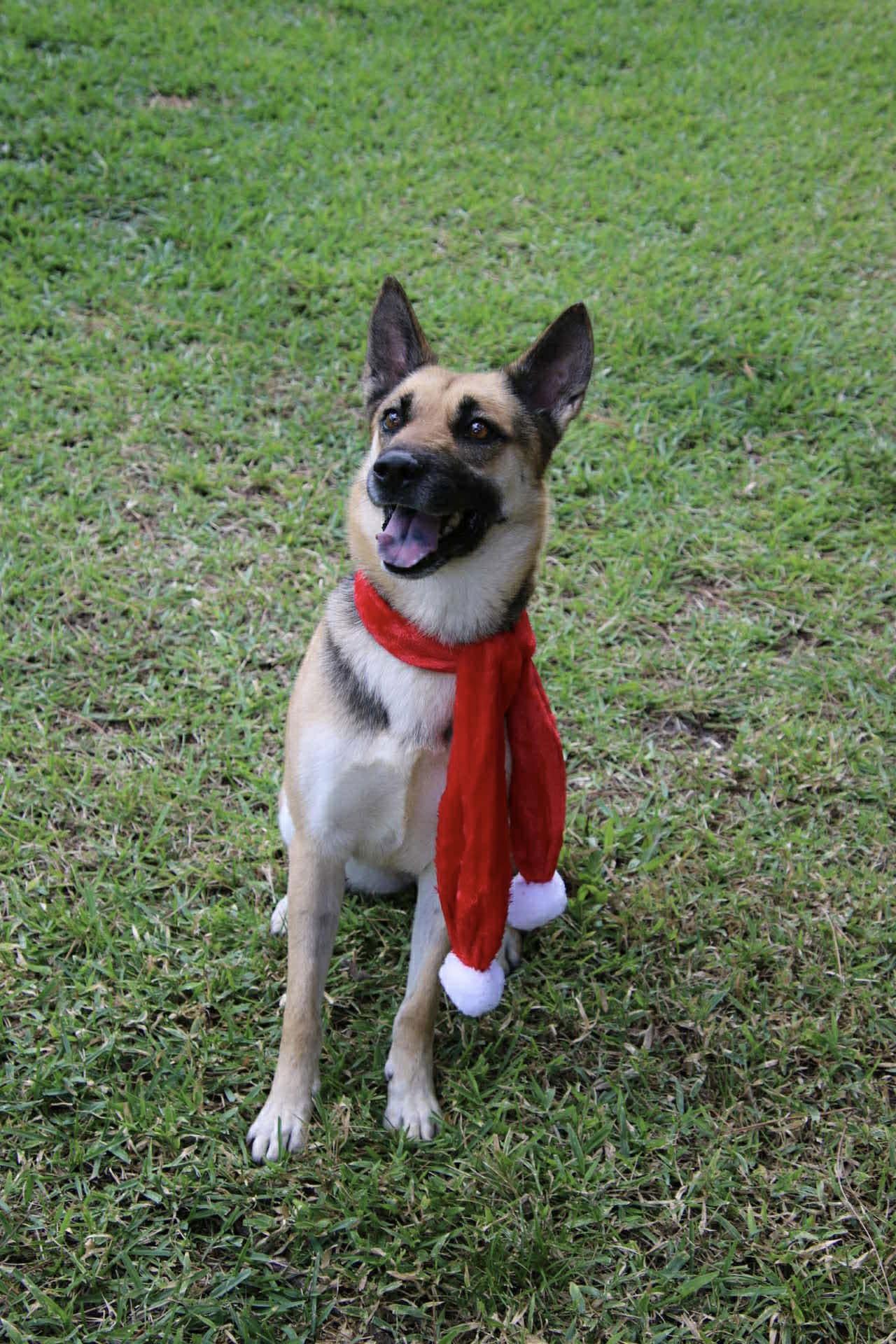 Sheeba 3108, Adoptable, Adult Female German Shepherd Dog.