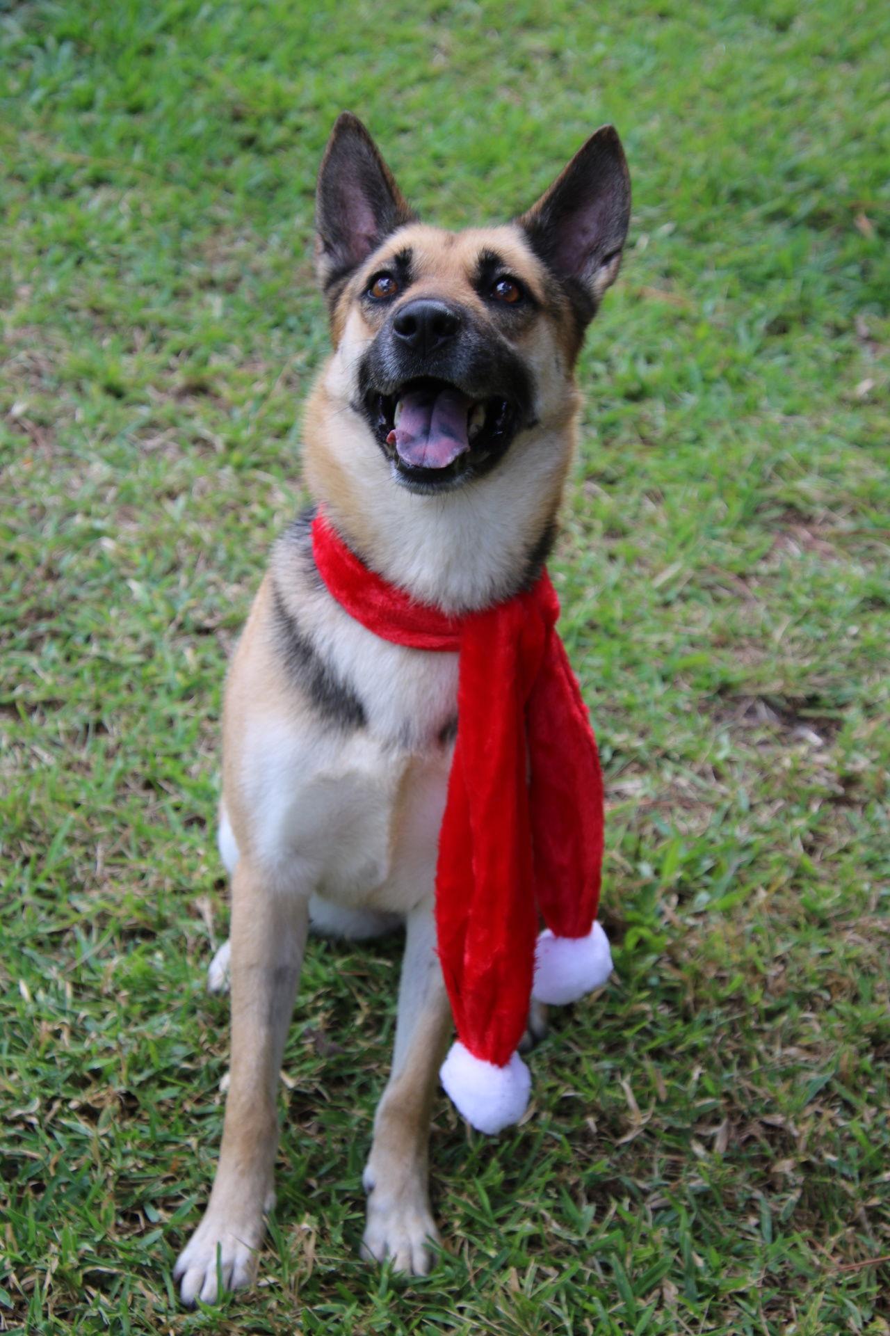 Sheeba 3108, a Adoptable German Shepherd Dog in Pompano Beach, FL image 2/3