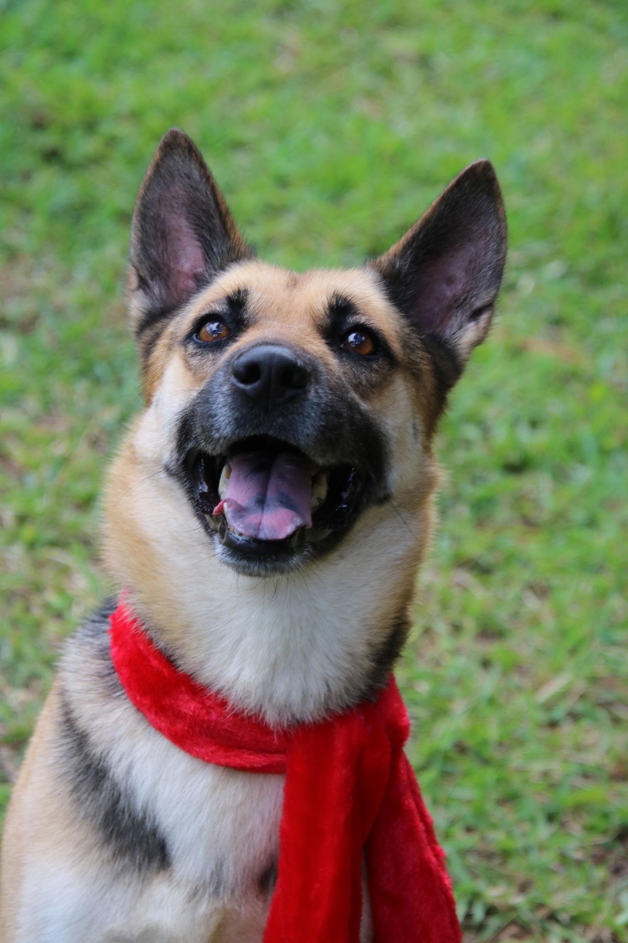 Sheeba 3108, a Adoptable German Shepherd Dog in Pompano Beach, FL image 3/3