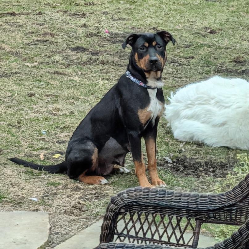 Hunny, Adoptable, Adult Female Australian Kelpie & Rottweiler.