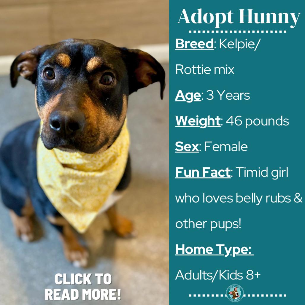 Enlarge Hunny, a Adoptable mixed breed in Metamora, MI image 2/6