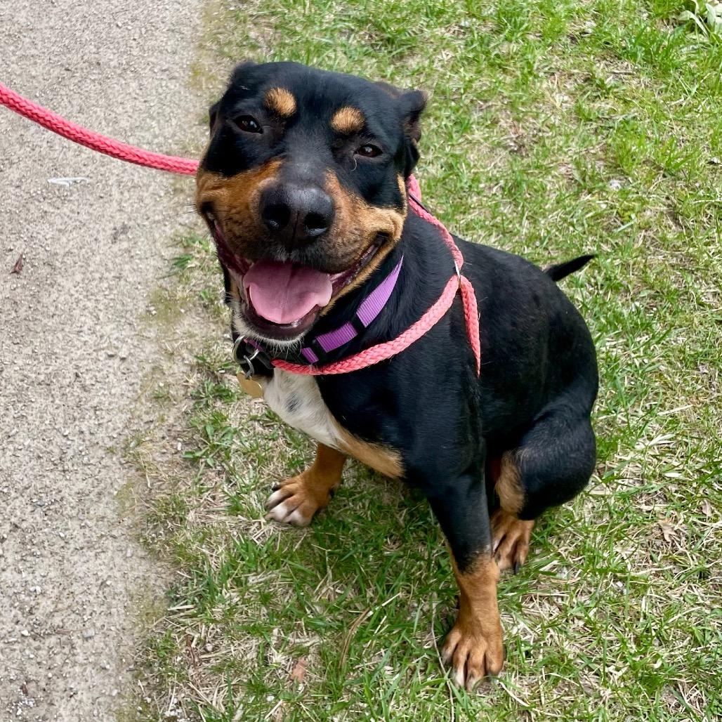 Enlarge Hunny, a Adoptable mixed breed in Metamora, MI image 4/6