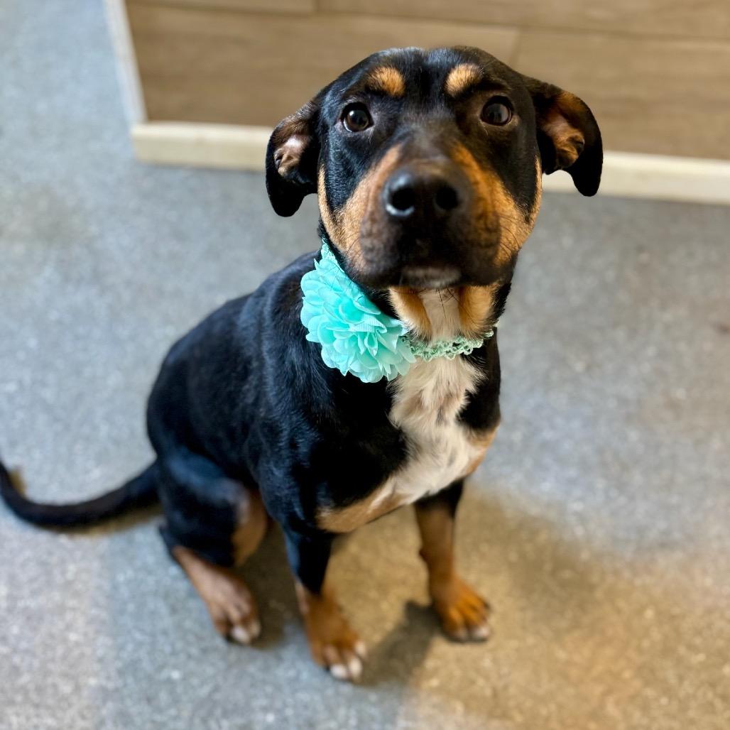 Enlarge Hunny, a Adoptable mixed breed in Metamora, MI image 5/6