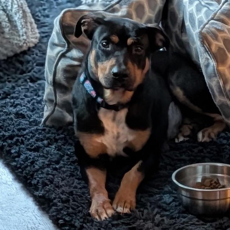 Enlarge Hunny, a Adoptable mixed breed in Metamora, MI image 6/6