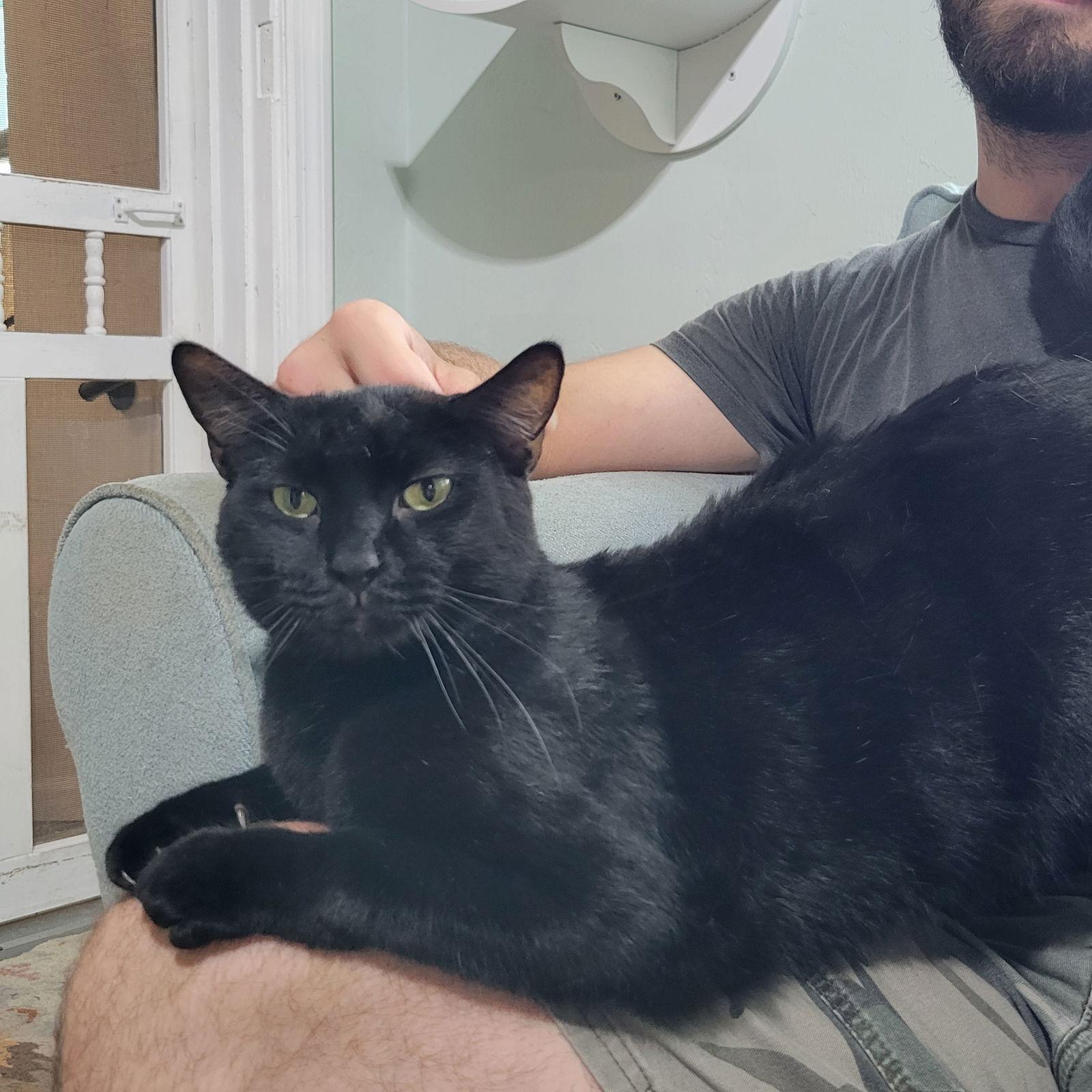 Wuzzy, Adoptable, Adult Male Domestic Short Hair & Bombay.