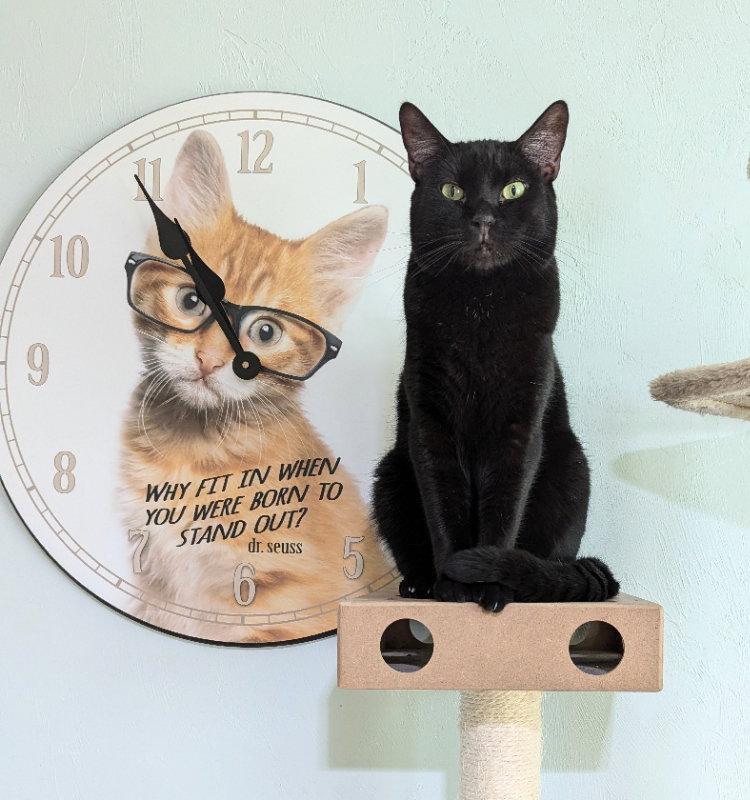 Wuzzy, Adoptable, Adult Male Domestic Short Hair & Bombay.