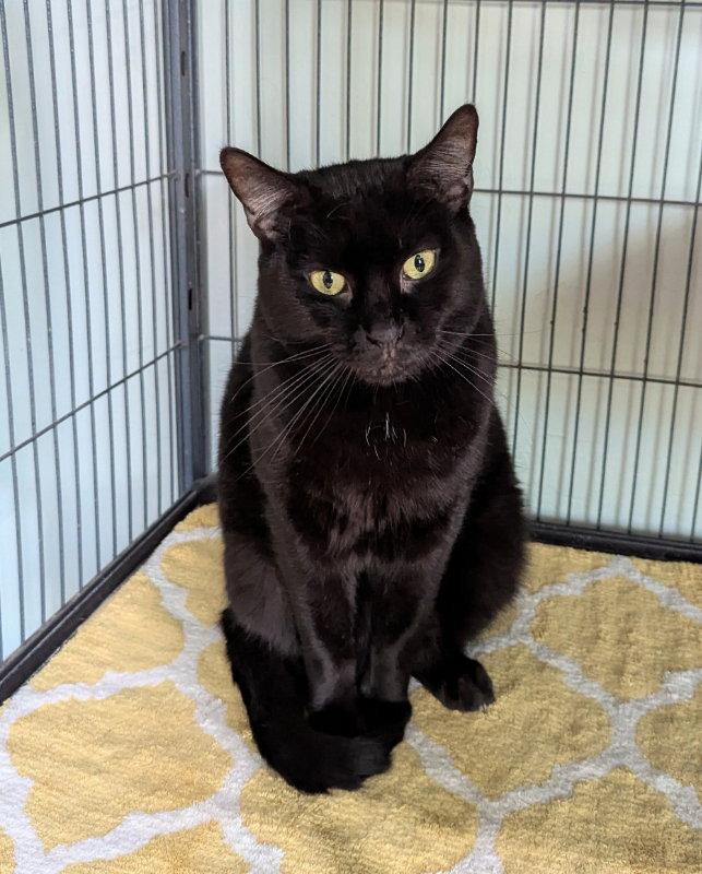 Wuzzy, a Adoptable mixed breed in Ocala, FL image 3/3
