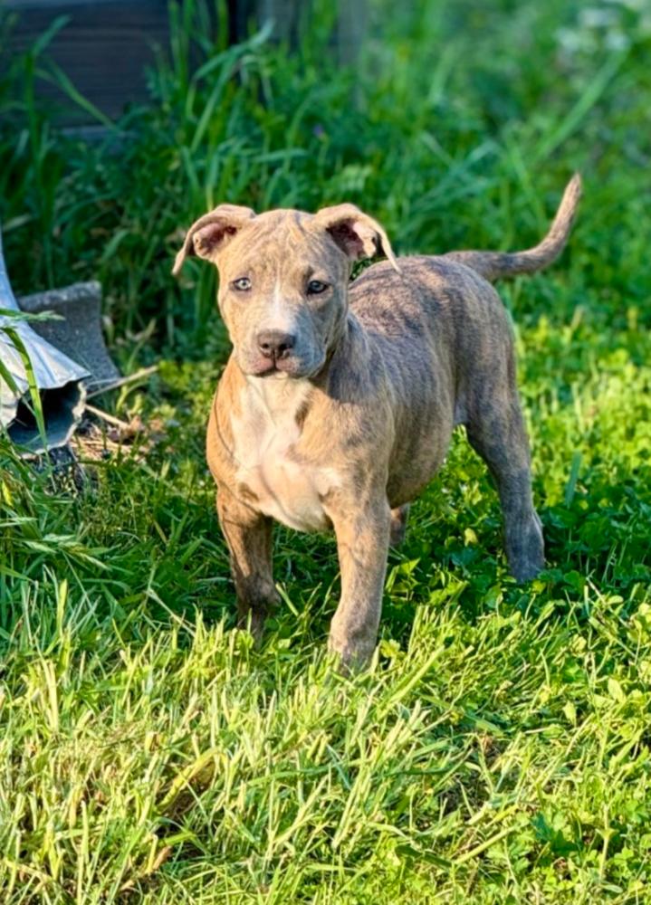 Tara T, Adoptable, Puppy Female Pit Bull Terrier.