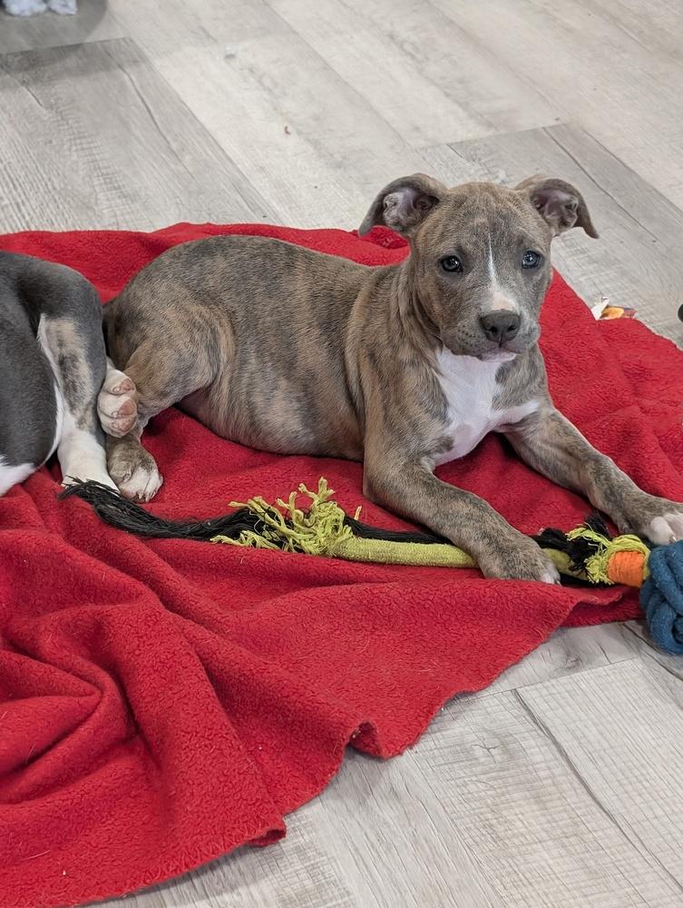 Enlarge Tara T, a Adoptable mixed breed in Boston, MA image 2/6