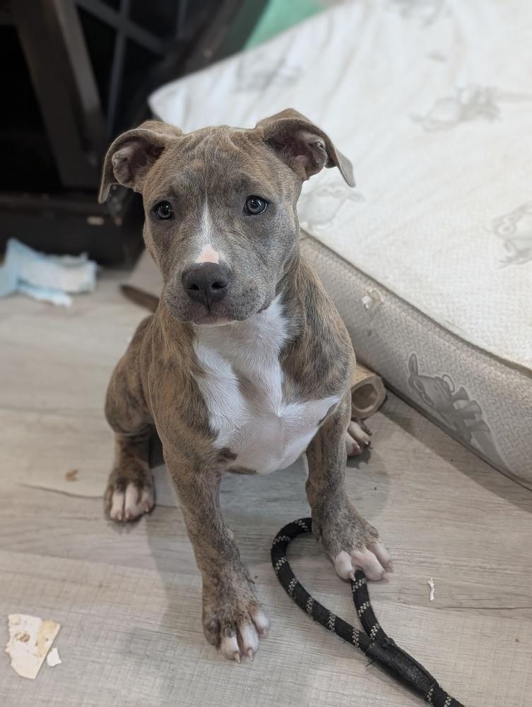 Enlarge Tara T, a Adoptable mixed breed in Boston, MA image 3/6