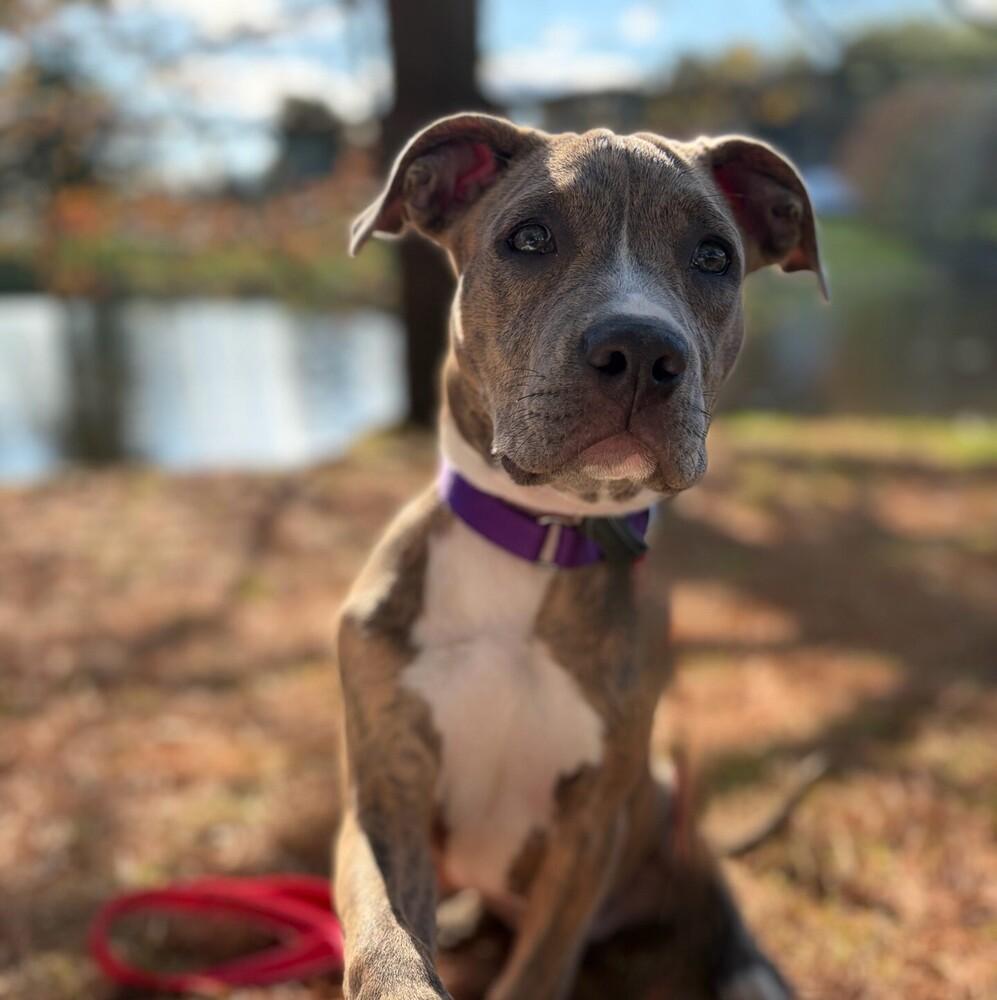 Enlarge Tara T, a Adoptable mixed breed in Boston, MA image 4/6