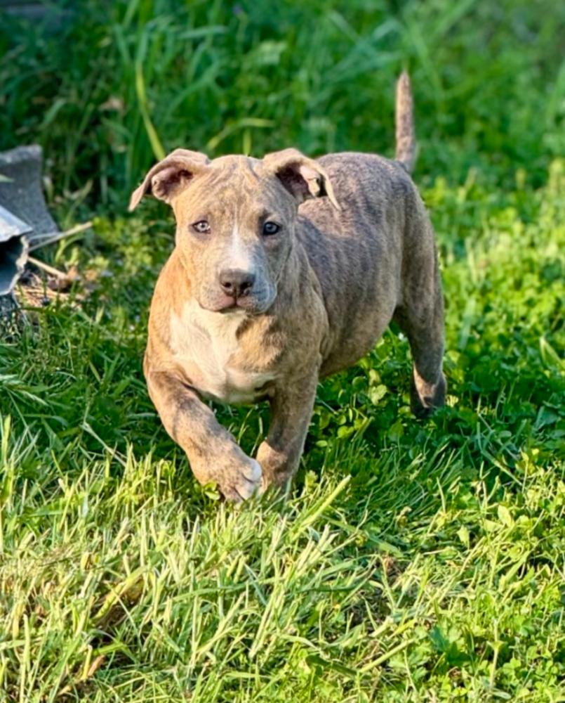 Enlarge Tara T, a Adoptable mixed breed in Boston, MA image 5/6