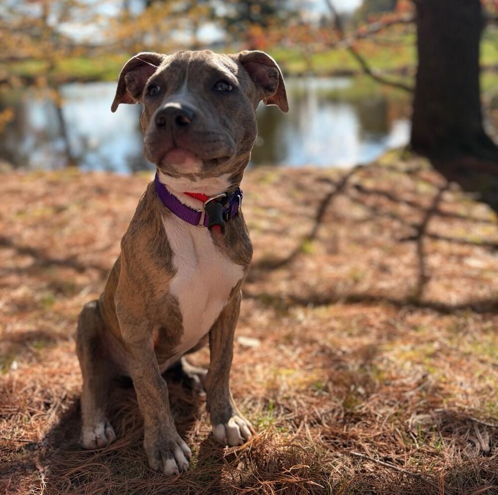 Enlarge Tara T, a Adoptable mixed breed in Boston, MA image 6/6